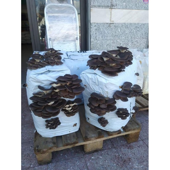 Igliori Ballette Funghi 2024: Classifica E Guida All'acquisto - Giardino Curato